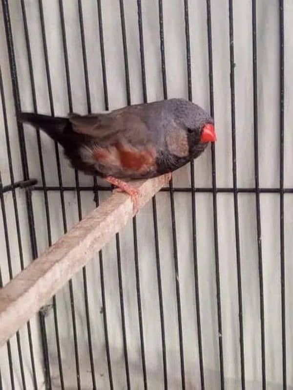 Zebra Finch 3