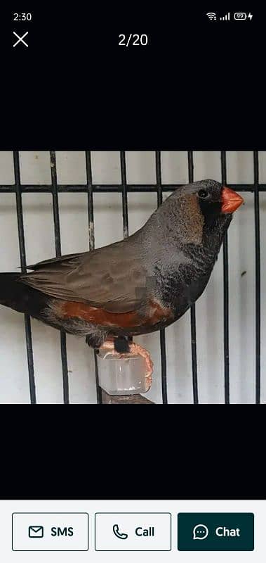 Zebra Finch 4