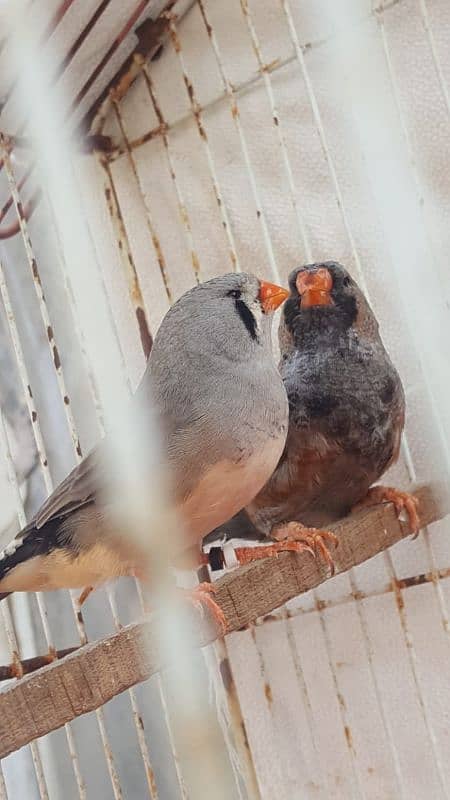 Zebra Finch 8