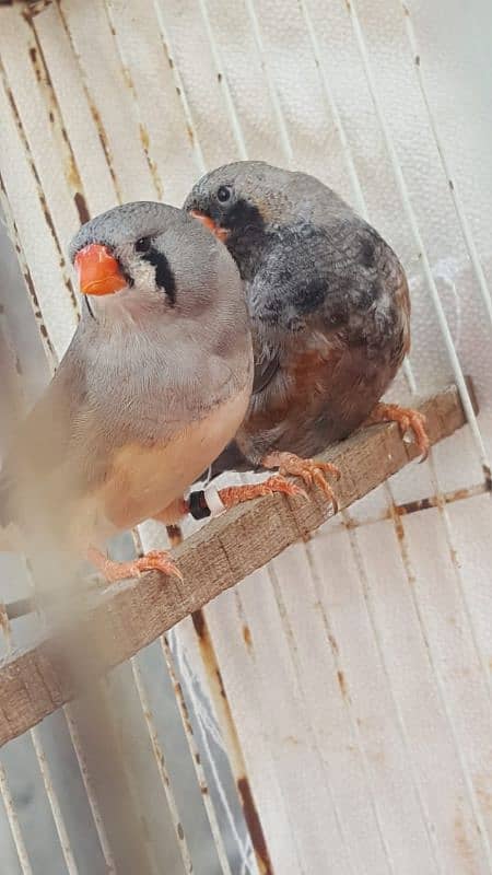 Zebra Finch 9