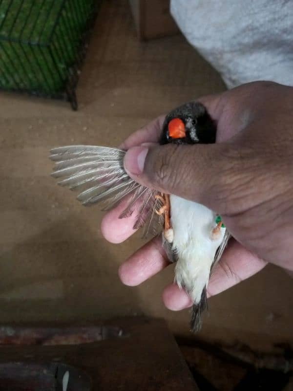 Zebra Finch 11