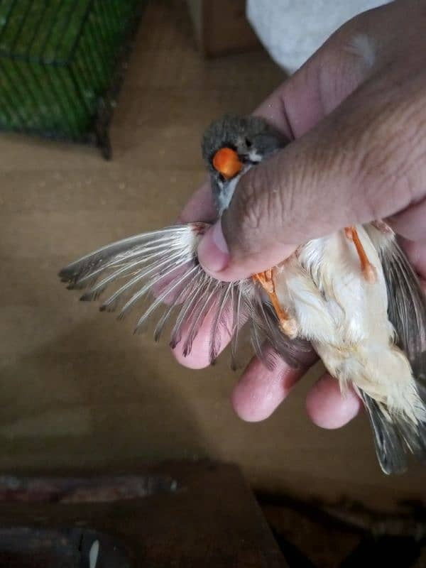 Zebra Finch 12