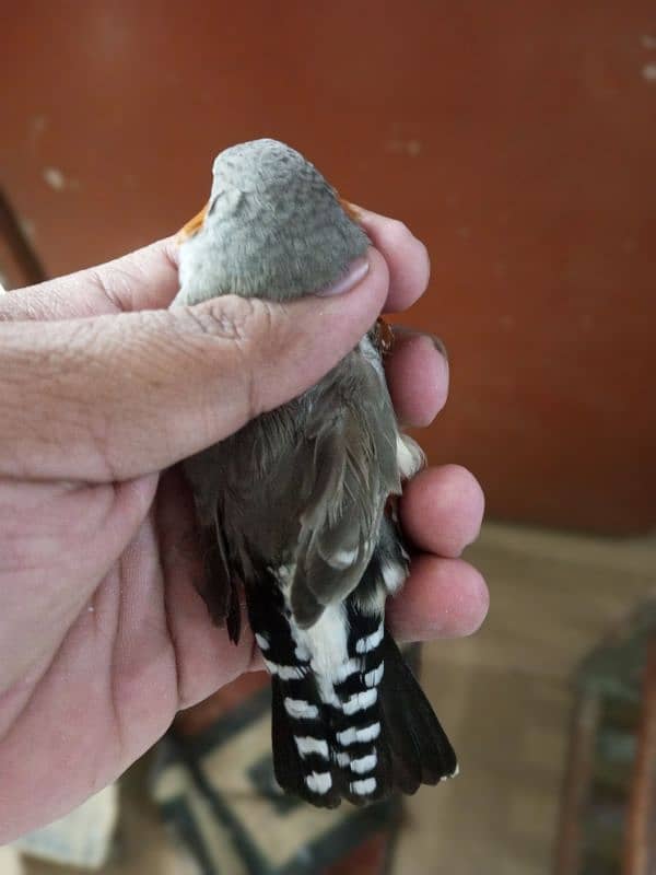 Zebra Finch 13