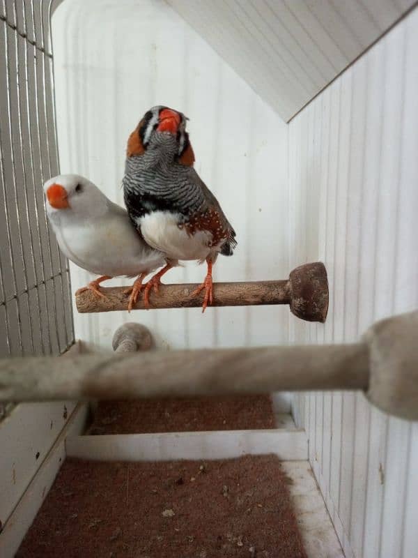 Zebra Finch 14