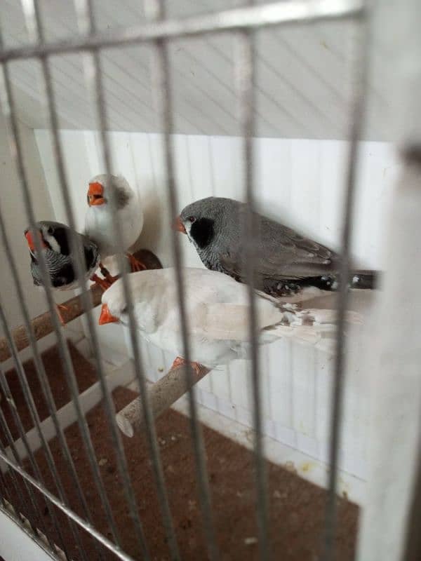 Zebra Finch 15