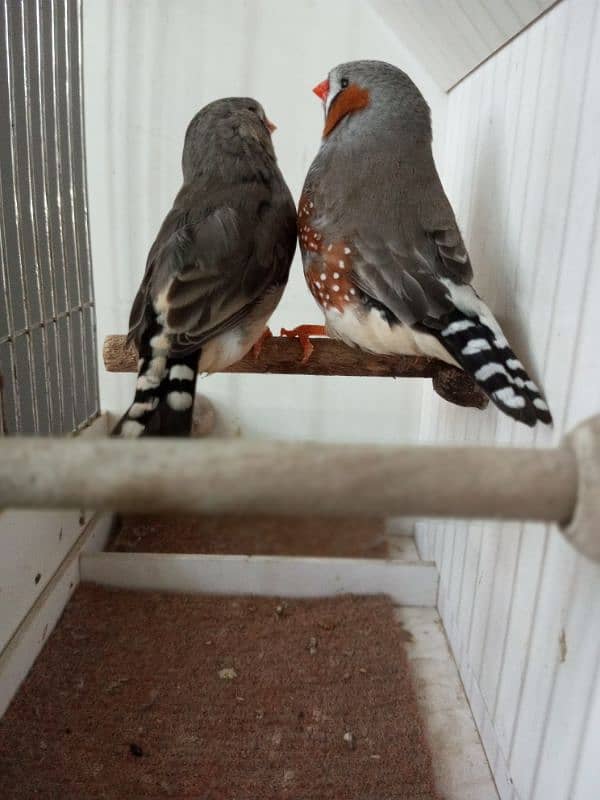 Zebra Finch 16