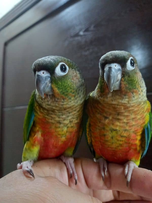 hand tammed conure parrots 0