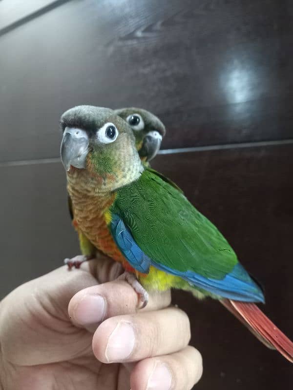 hand tammed conure parrots 1