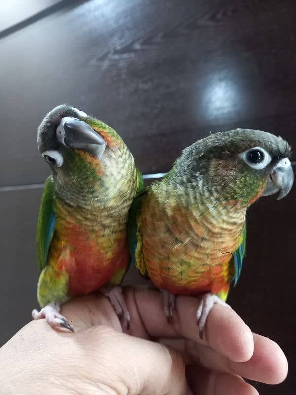 hand tammed conure parrots 2