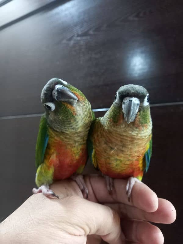 hand tammed conure parrots 3