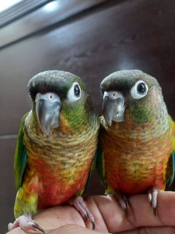 hand tammed conure parrots 4