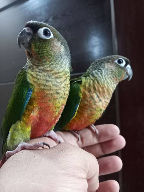 hand tammed conure parrots 6