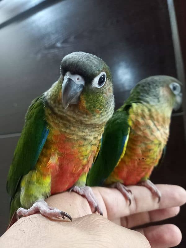 hand tammed conure parrots 7