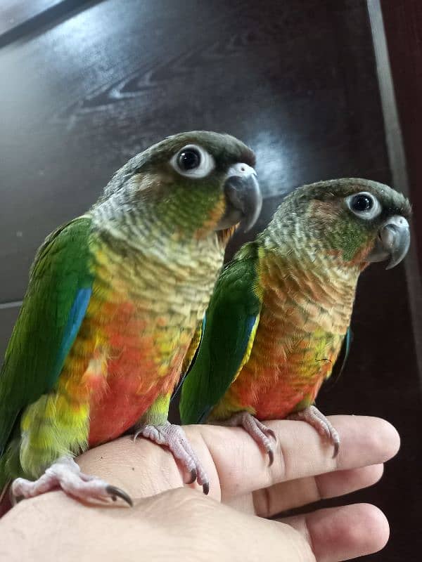 hand tammed conure parrots 8