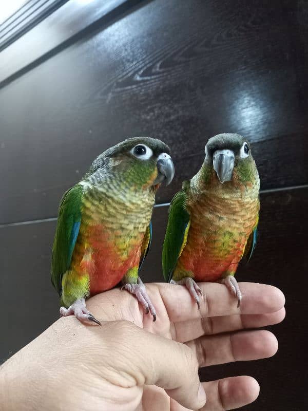 hand tammed conure parrots 9