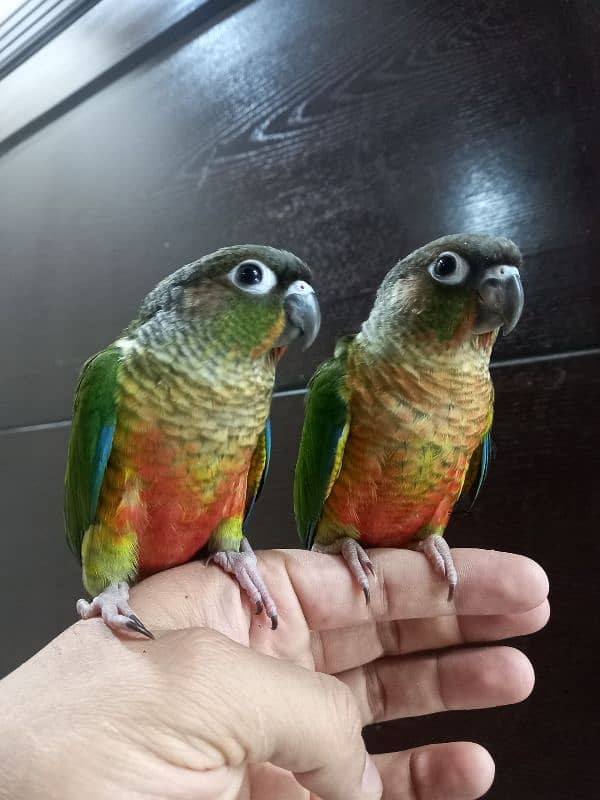 hand tammed conure parrots 10