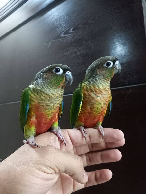 hand tammed conure parrots 11