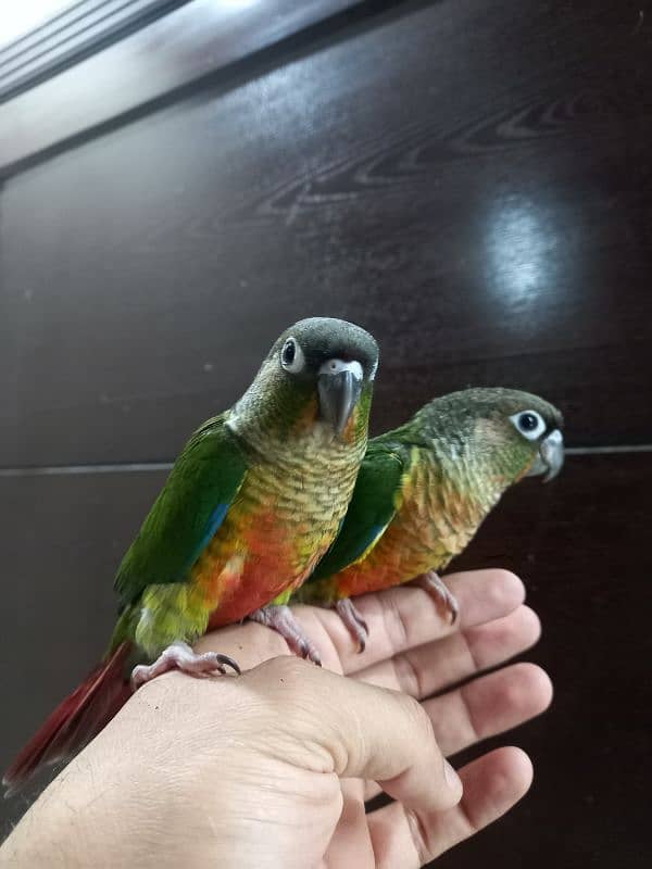 hand tammed conure parrots 12