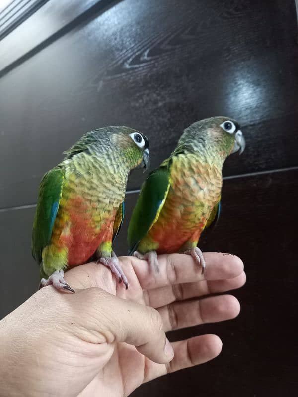 hand tammed conure parrots 13