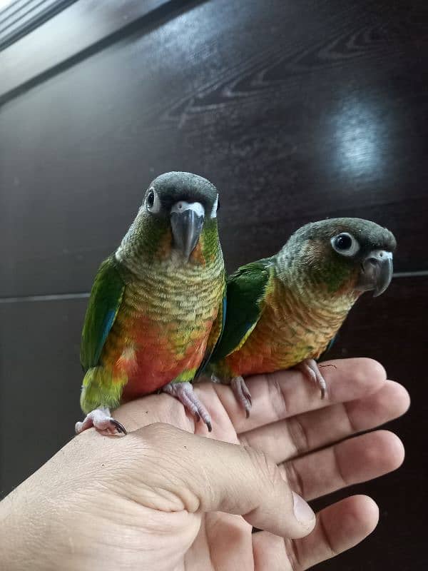 hand tammed conure parrots 14