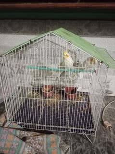 cocktail breeder pair with cage for sale