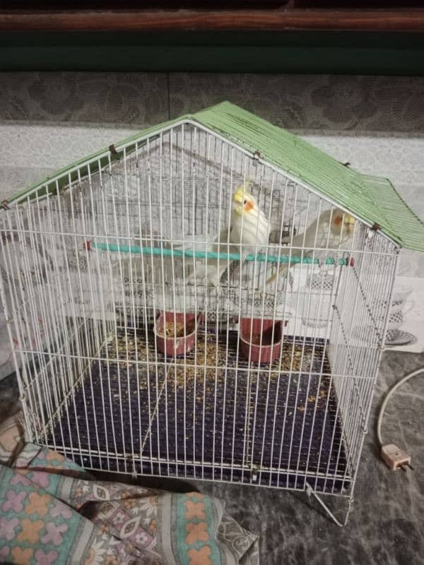 cocktail breeder pair with cage for sale 0