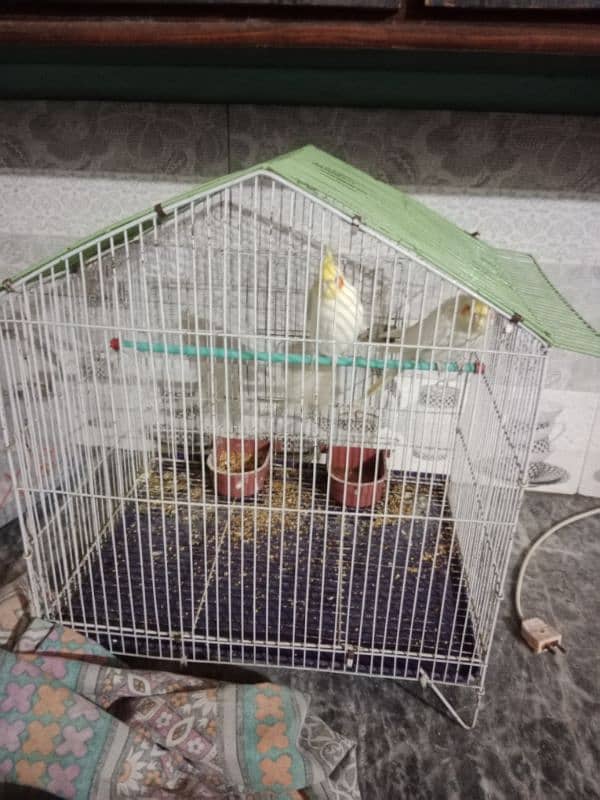 cocktail breeder pair with cage for sale 1