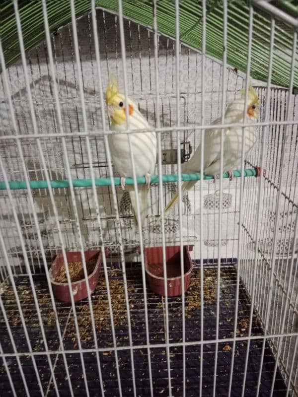 cocktail breeder pair with cage for sale 2