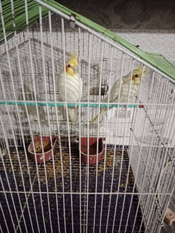 cocktail breeder pair with cage for sale 3