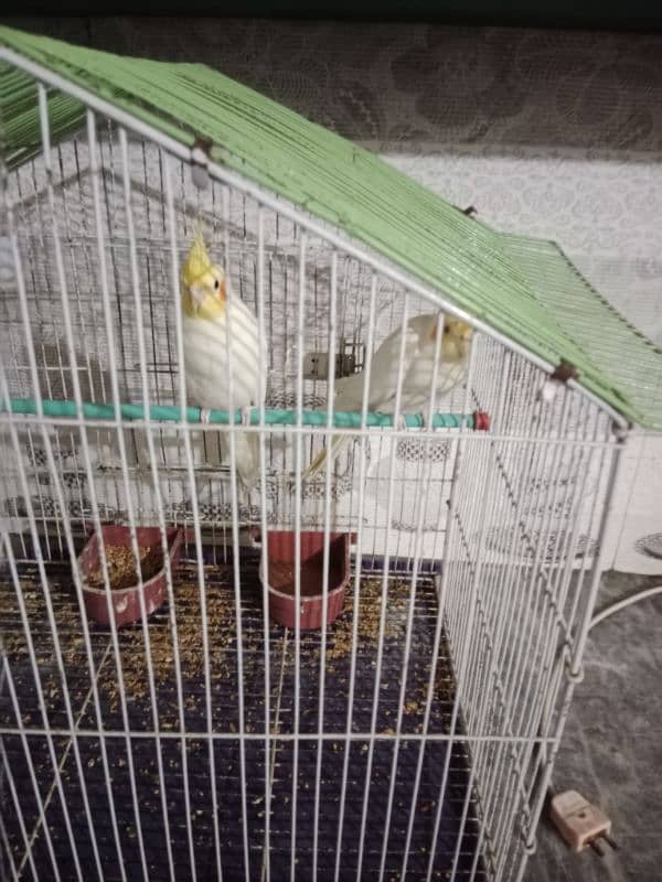 cocktail breeder pair with cage for sale 4