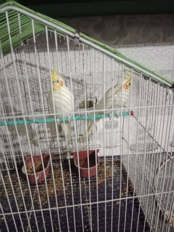 cocktail breeder pair with cage for sale 5