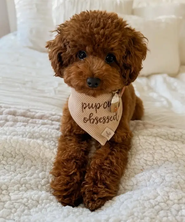 French Poodle male puppy