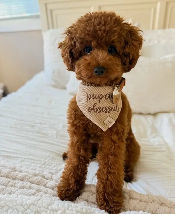 French Poodle male puppy — photo 2