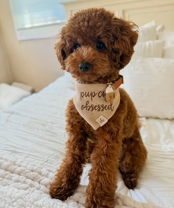 French Poodle male puppy — photo 3