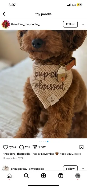 French Poodle male puppy — photo 4