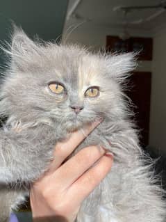 persian cat