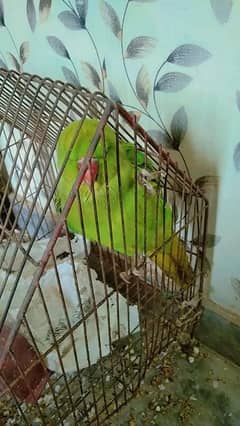 Beautiful green parrot 03114768110