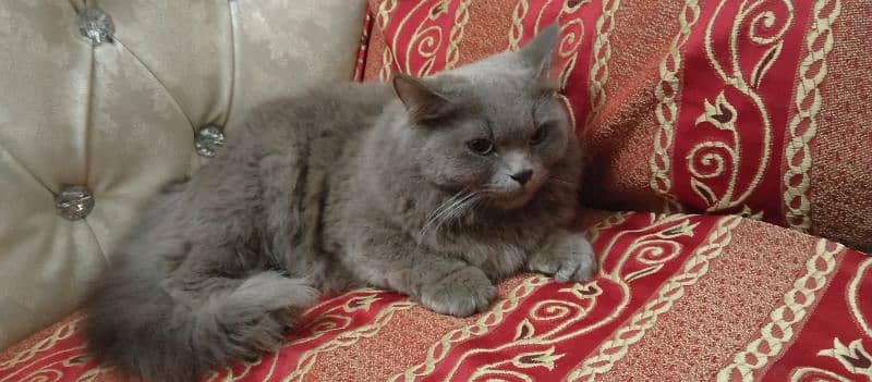 Grey persian cat triple coated 0