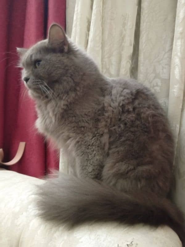 Grey persian cat triple coated 1