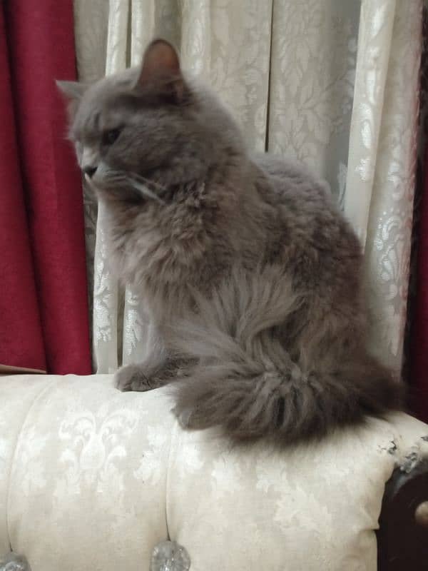 Grey persian cat triple coated 2