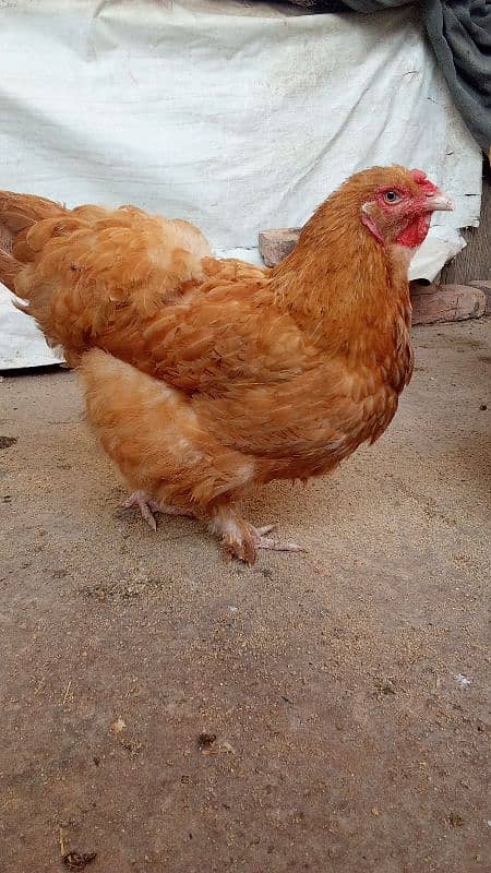 Golden Buff Egg laying breeder pair 0300 -+49+32+942++ 1