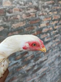 Punjab miyan vali white aseel quality bird