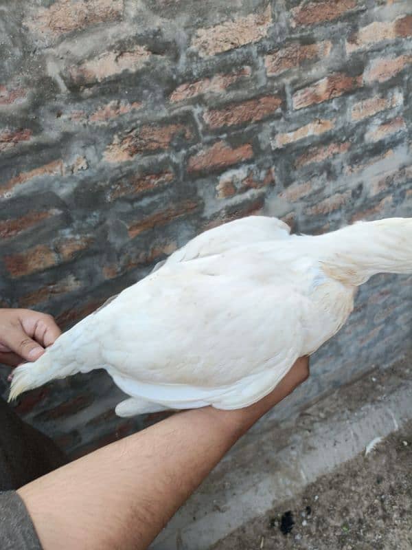 Punjab miyan vali white aseel quality bird 1