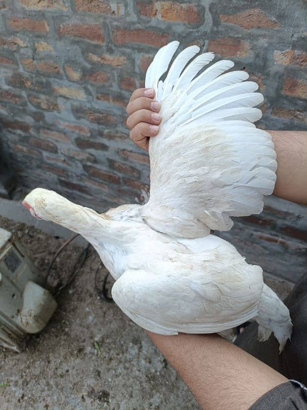 Punjab miyan vali white aseel quality bird 2