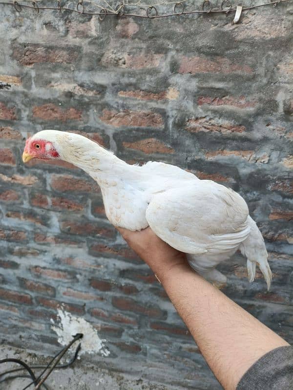 Punjab miyan vali white aseel quality bird 3