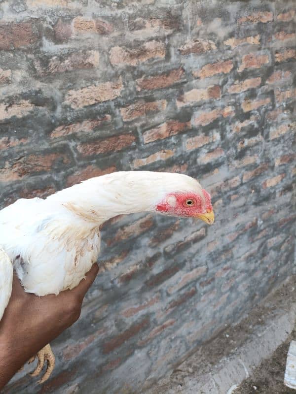 Punjab miyan vali white aseel quality bird 4