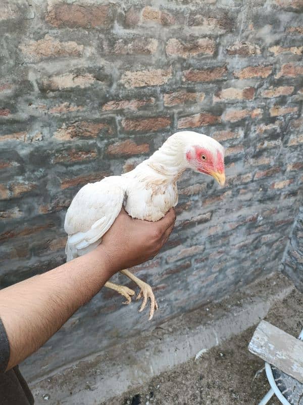 Punjab miyan vali white aseel quality bird 5