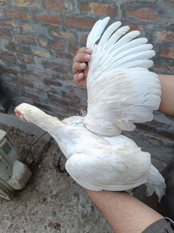 Punjab miyan vali white aseel quality bird 6