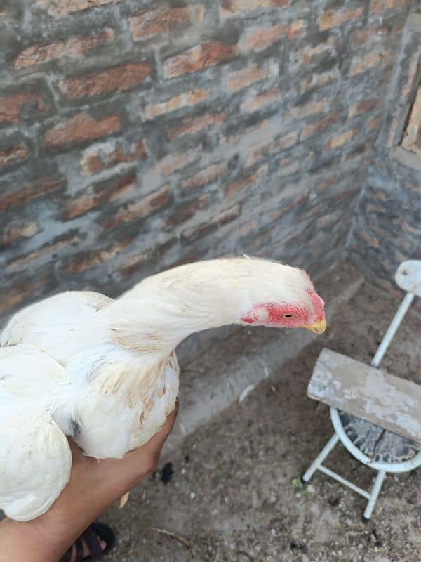 Punjab miyan vali white aseel quality bird 7