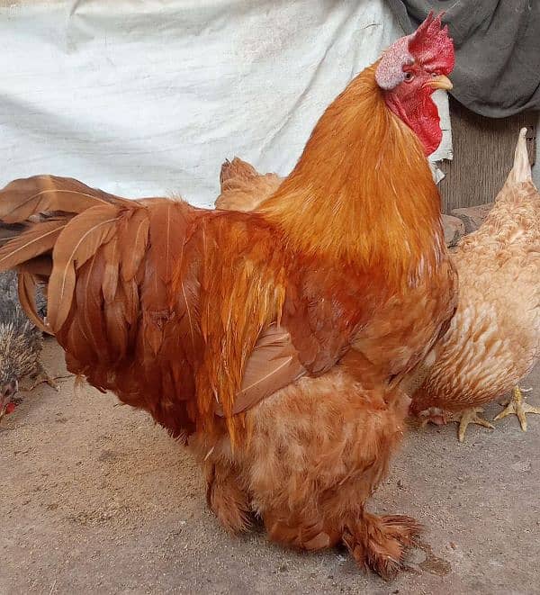 Golden Buff Egg laying breeder pair 0300 -+49+32+942++ 2